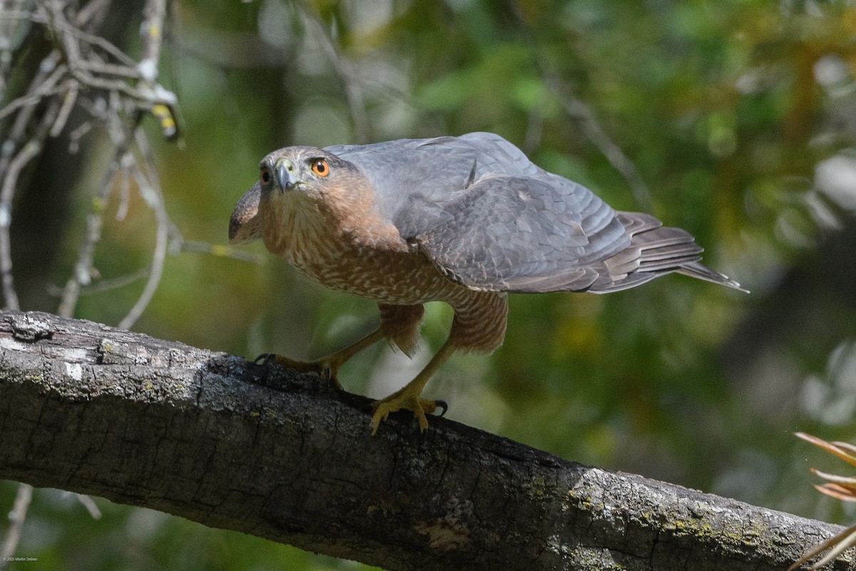 Яструб чорноголовий - ML644565752