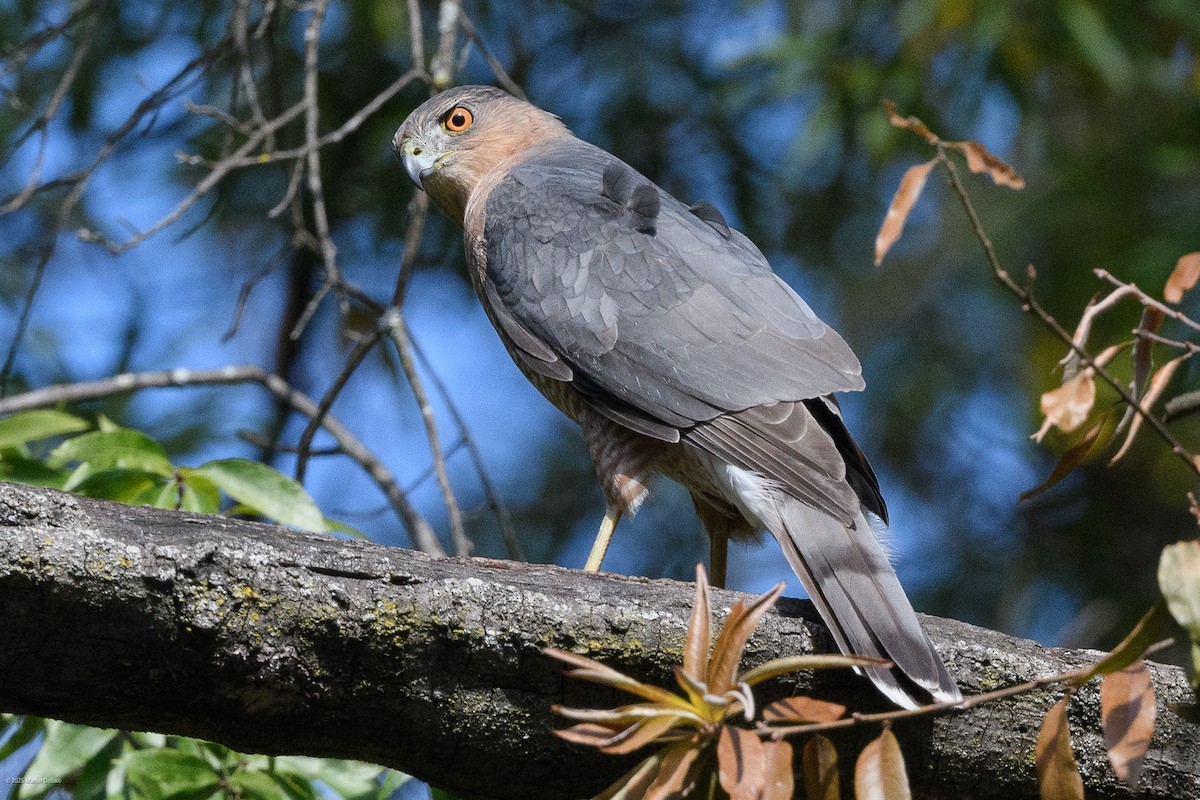 Яструб чорноголовий - ML644565753