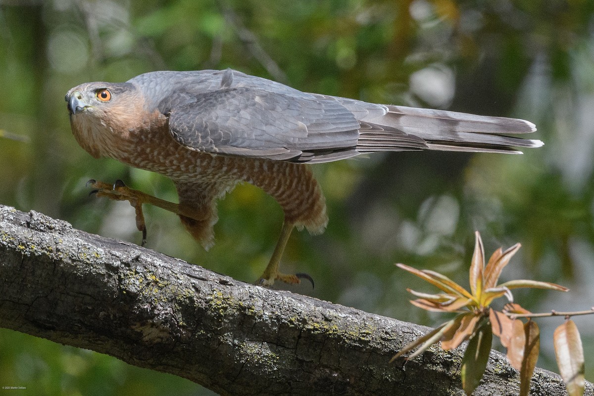 Яструб чорноголовий - ML644565754