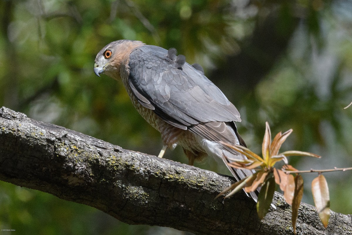 Яструб чорноголовий - ML644565755