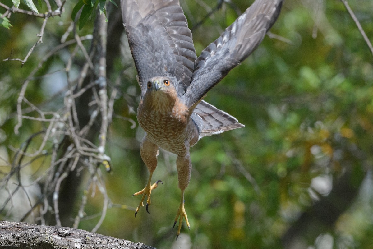 Яструб чорноголовий - ML644565756