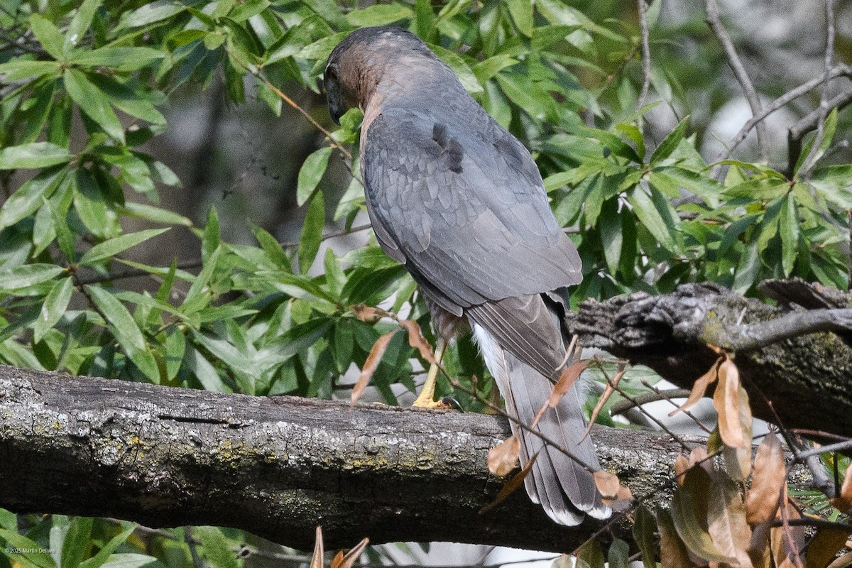 Яструб чорноголовий - ML644565757