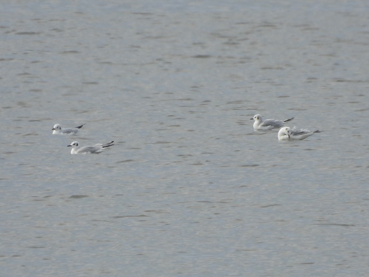 שחף אמריקני - ML644565768