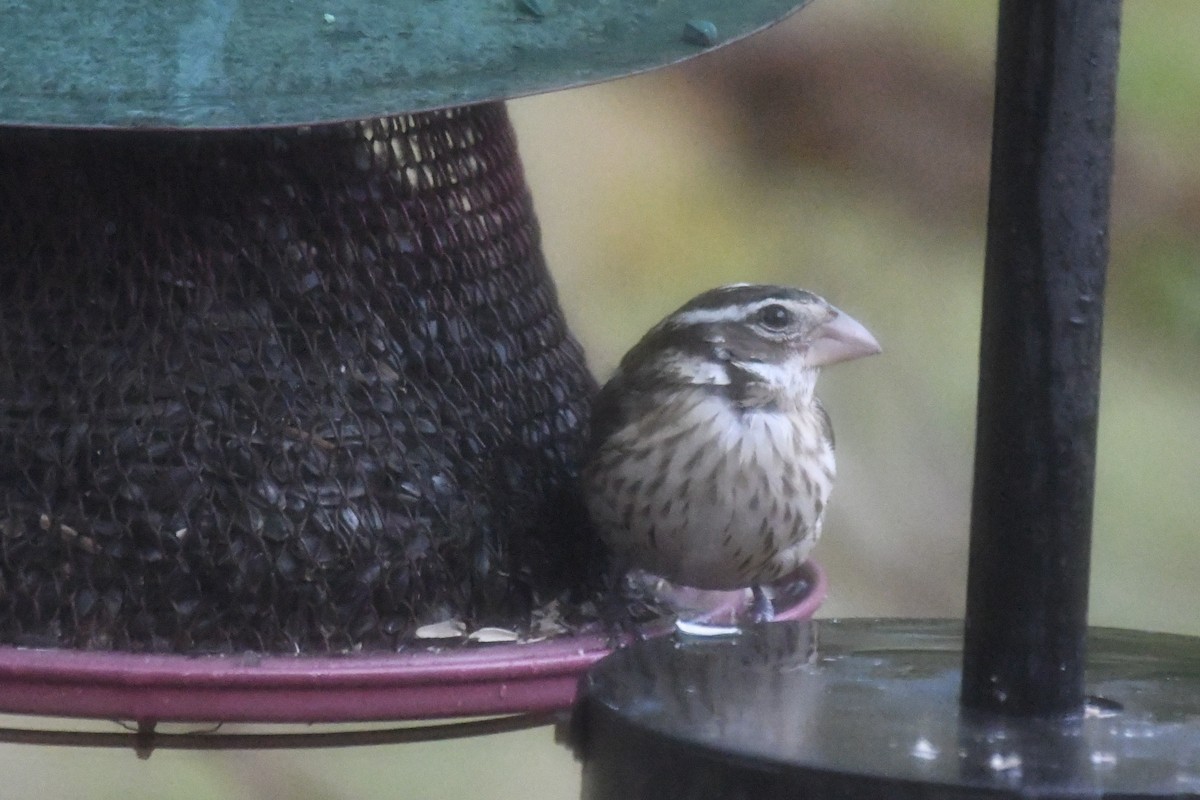 Rose-breasted Grosbeak - ML644565770