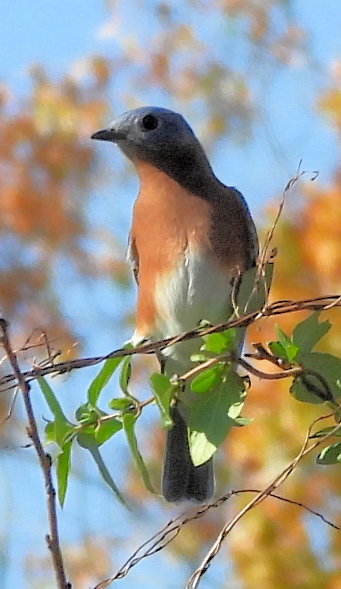 Eastern Bluebird - ML644565771