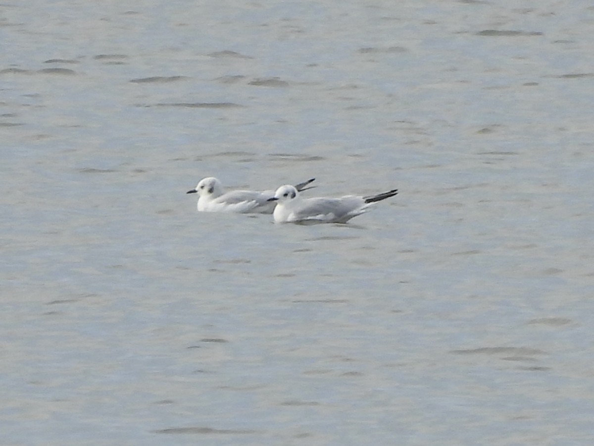 שחף אמריקני - ML644565772