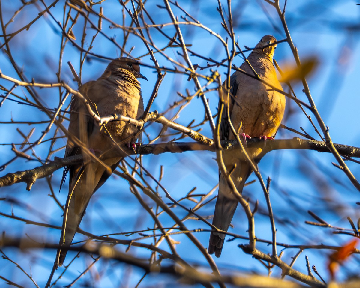 Mourning Dove - ML644565778