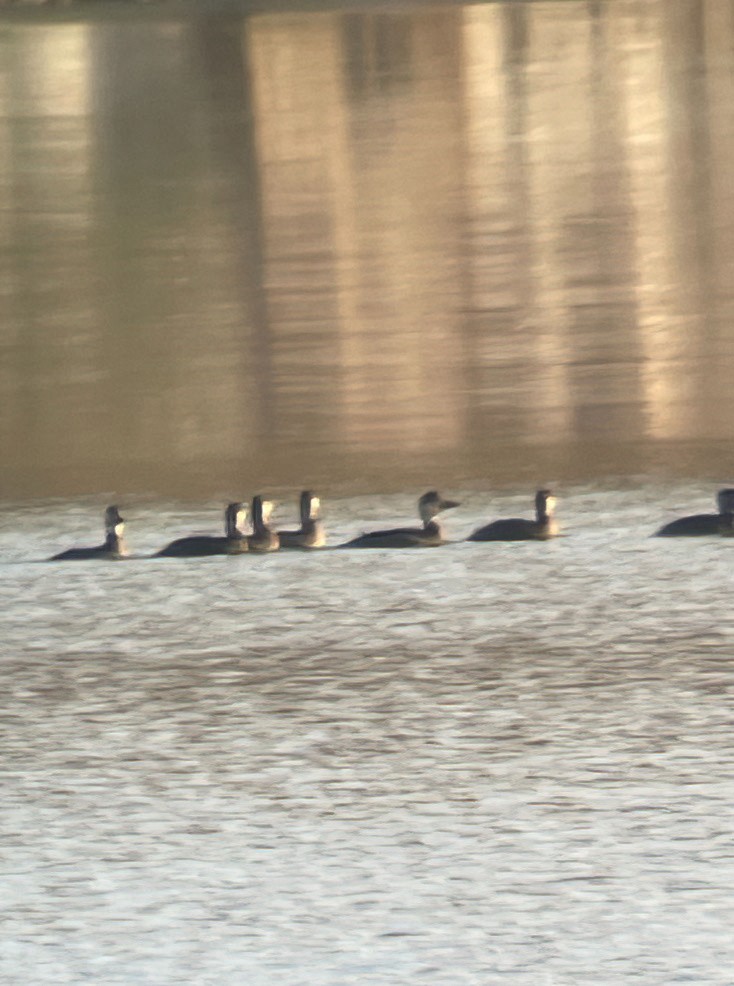 クロガモ - ML644565779