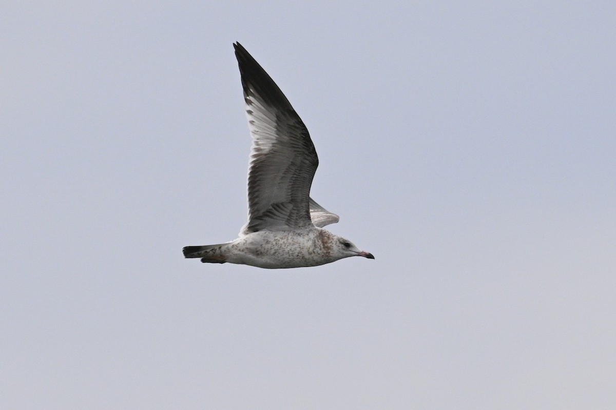 שחף עקוד-מקור - ML644565789