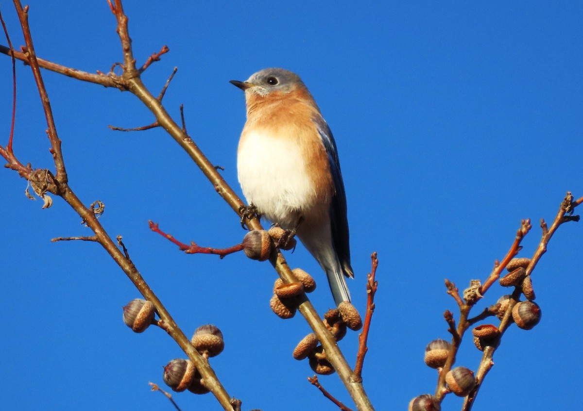 Eastern Bluebird - ML644565793