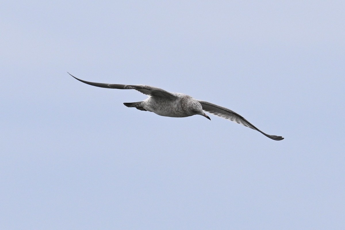 שחף עקוד-מקור - ML644565796