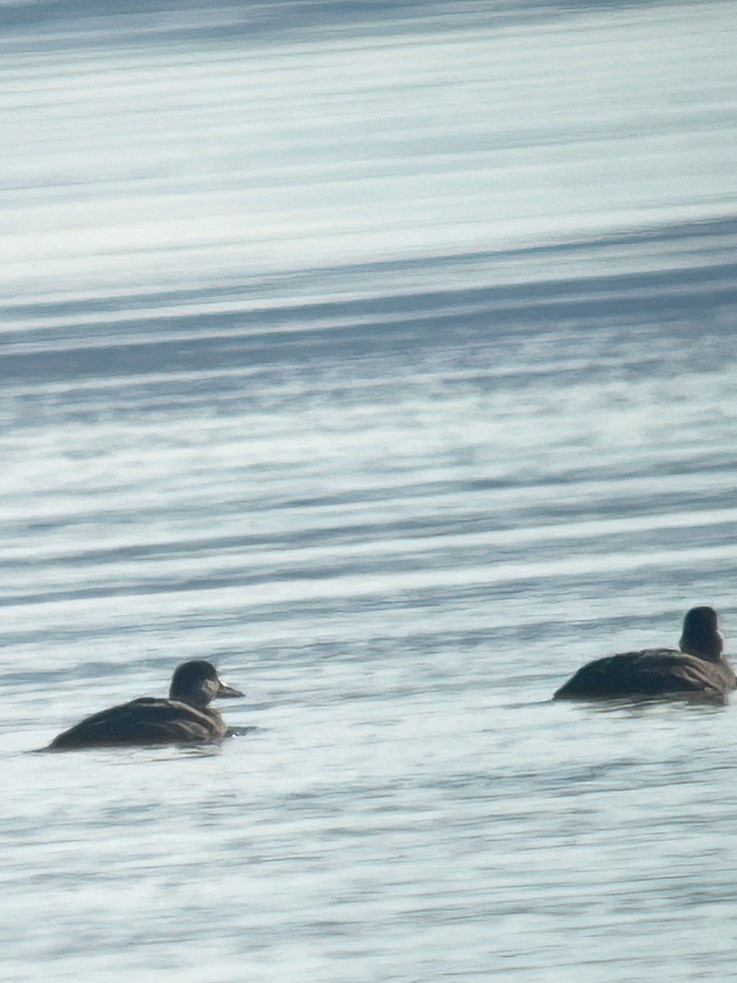 クロガモ - ML644565805