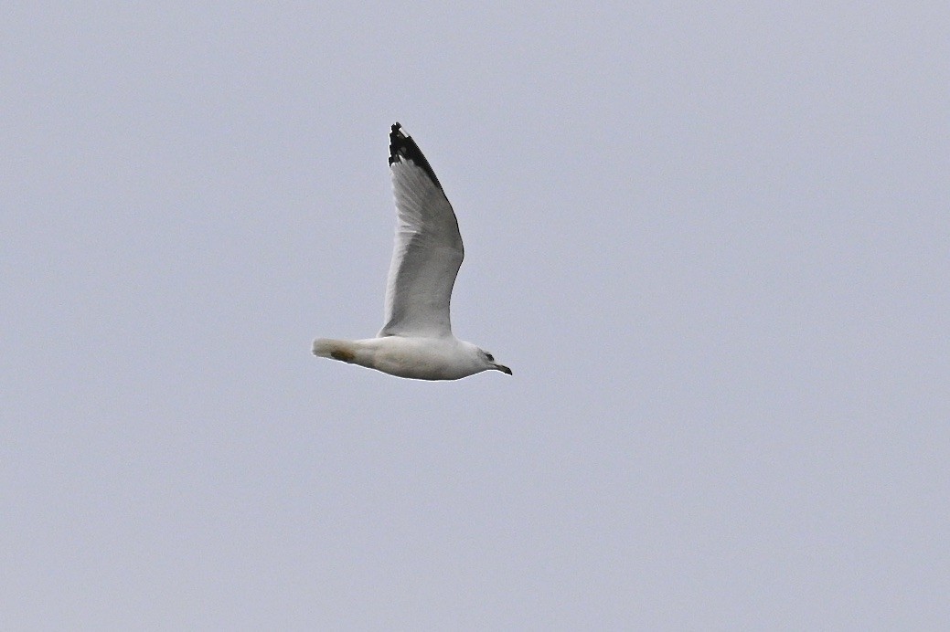שחף עקוד-מקור - ML644565807