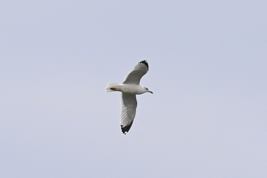 שחף עקוד-מקור - ML644565811