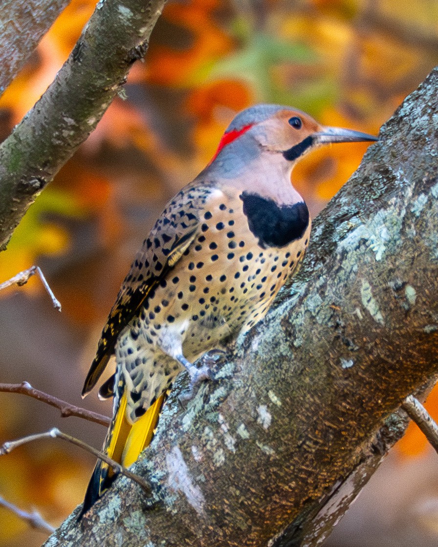 gullspett - ML644565814