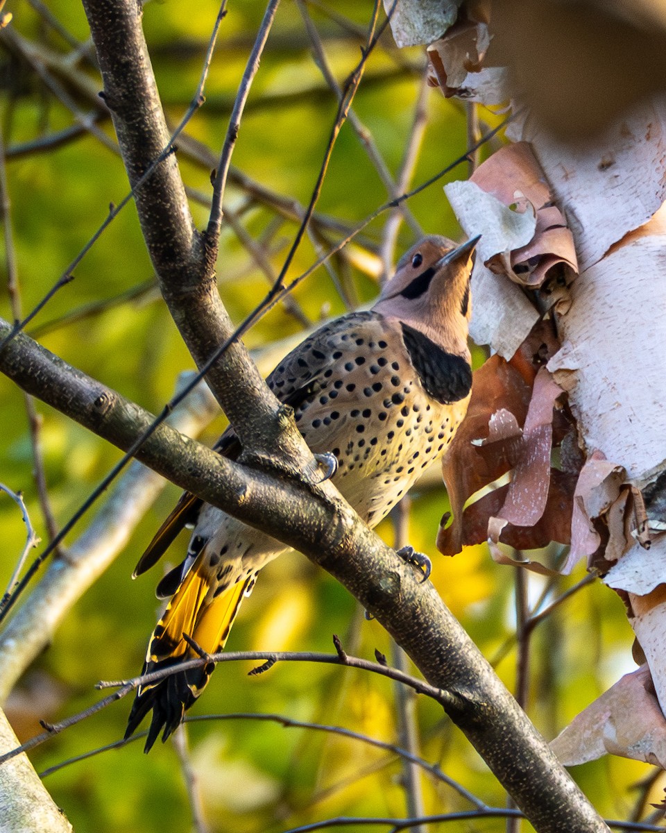 gullspett - ML644565816