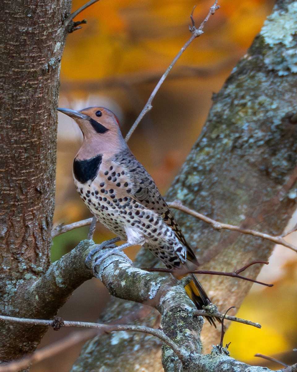 gullspett - ML644565817