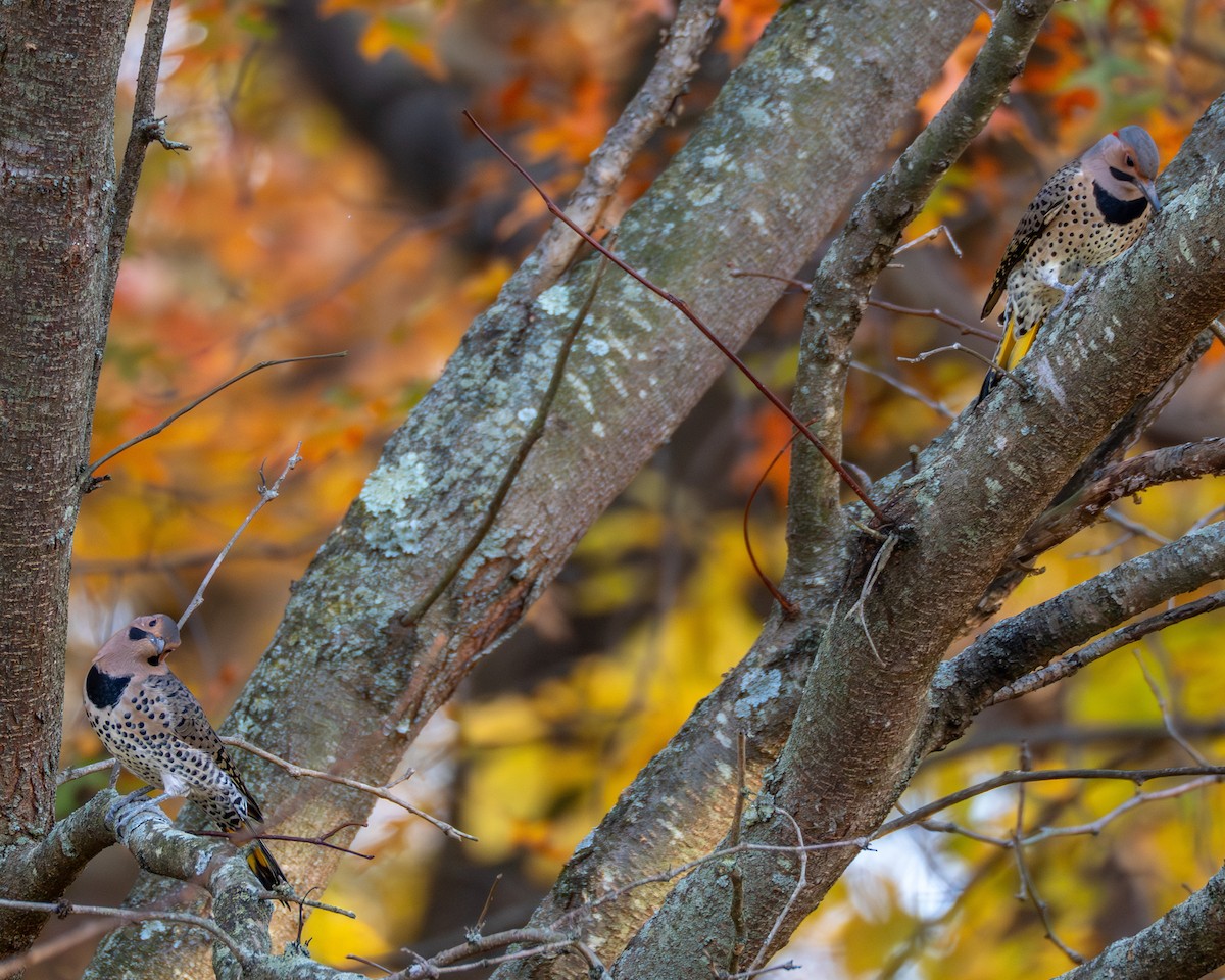 gullspett - ML644565818