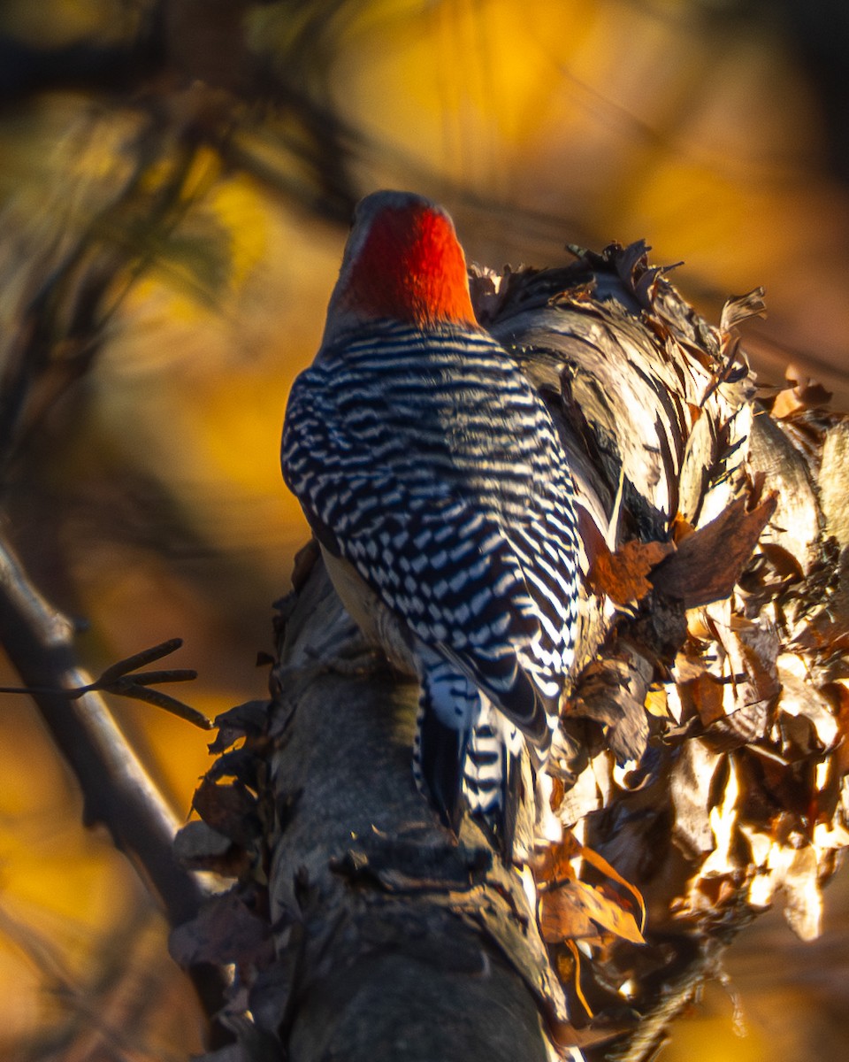 lundspett - ML644565834