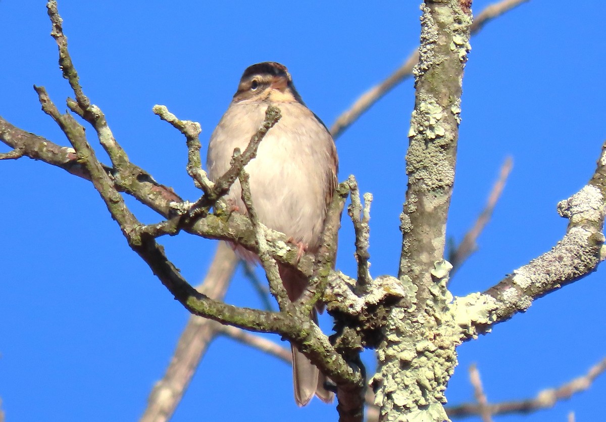 Cırcır Sesli Serçe - ML644565842