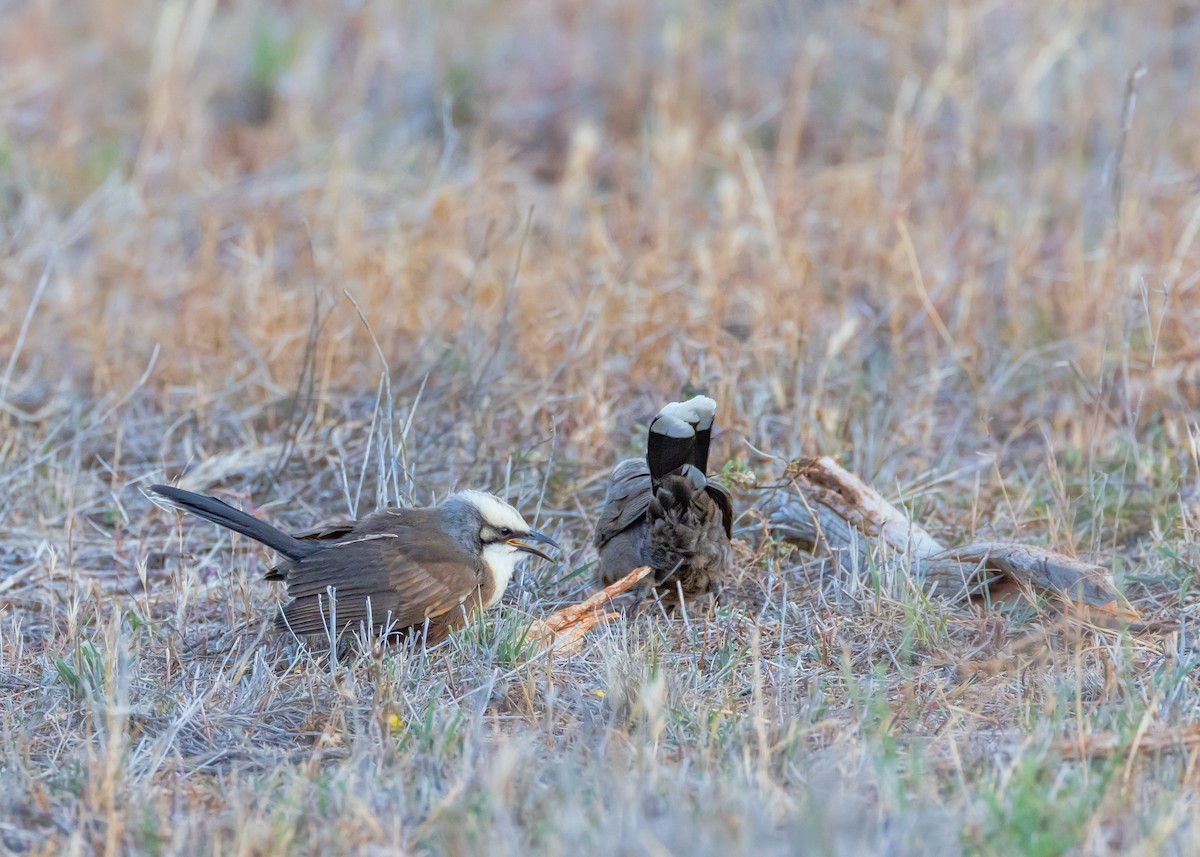 オーストラリアマルハシ - ML644565843