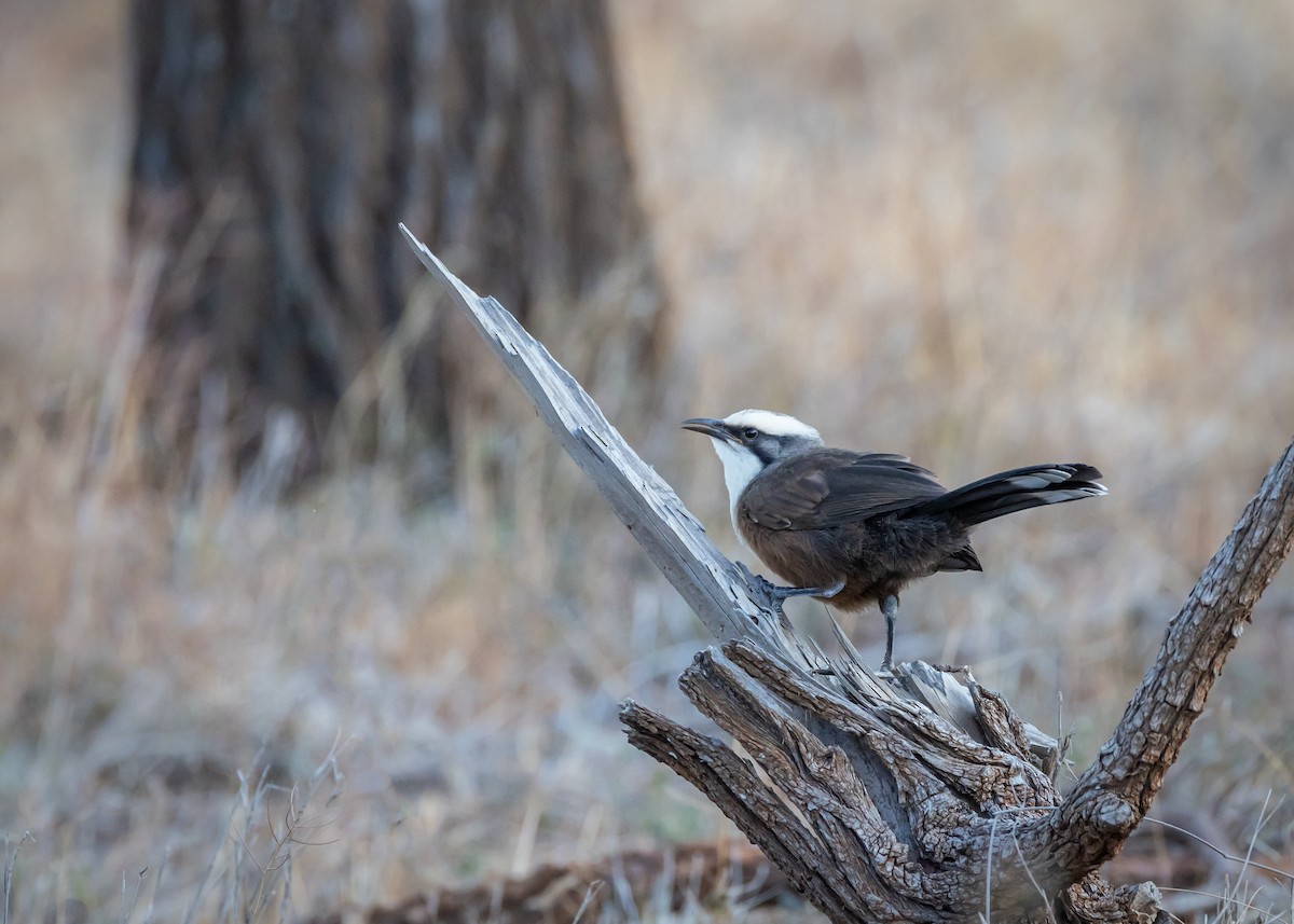 オーストラリアマルハシ - ML644565844