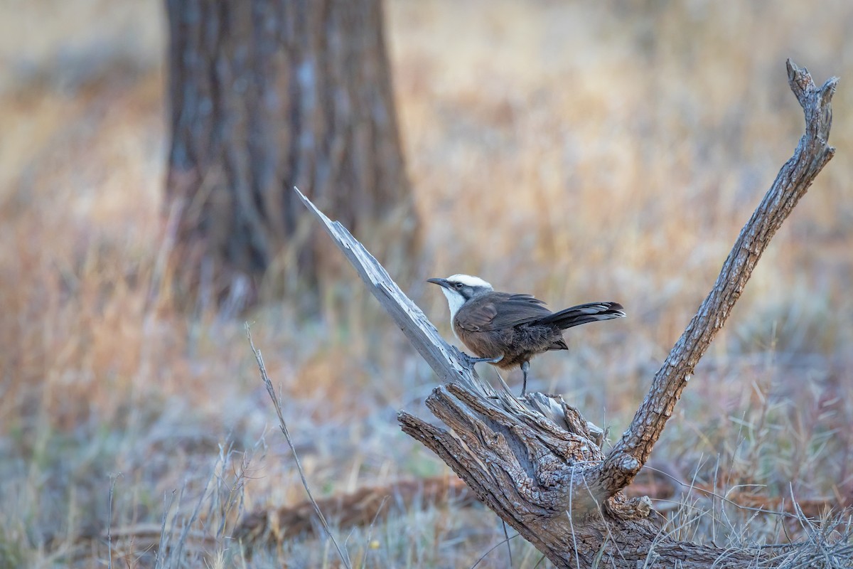 オーストラリアマルハシ - ML644565845