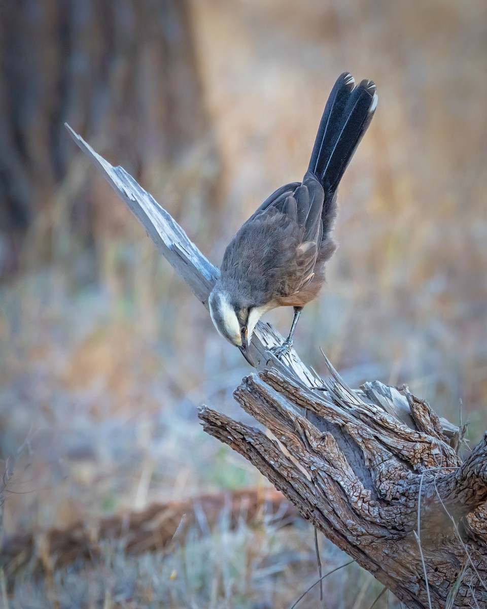 オーストラリアマルハシ - ML644565846