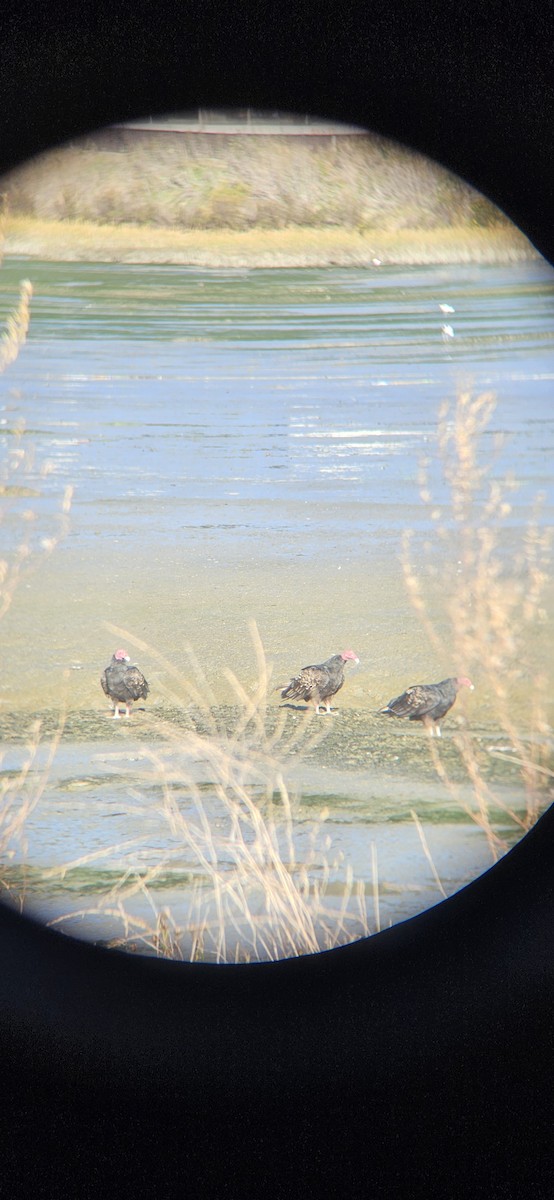 Urubu à tête rouge - ML644565851