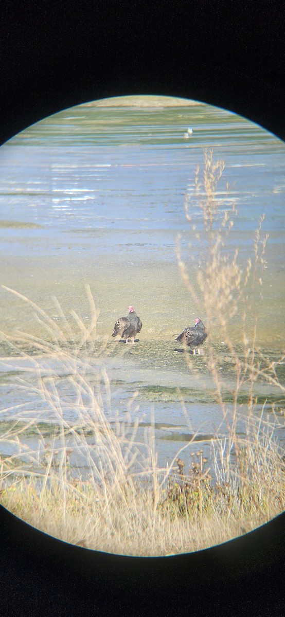 Urubu à tête rouge - ML644565852