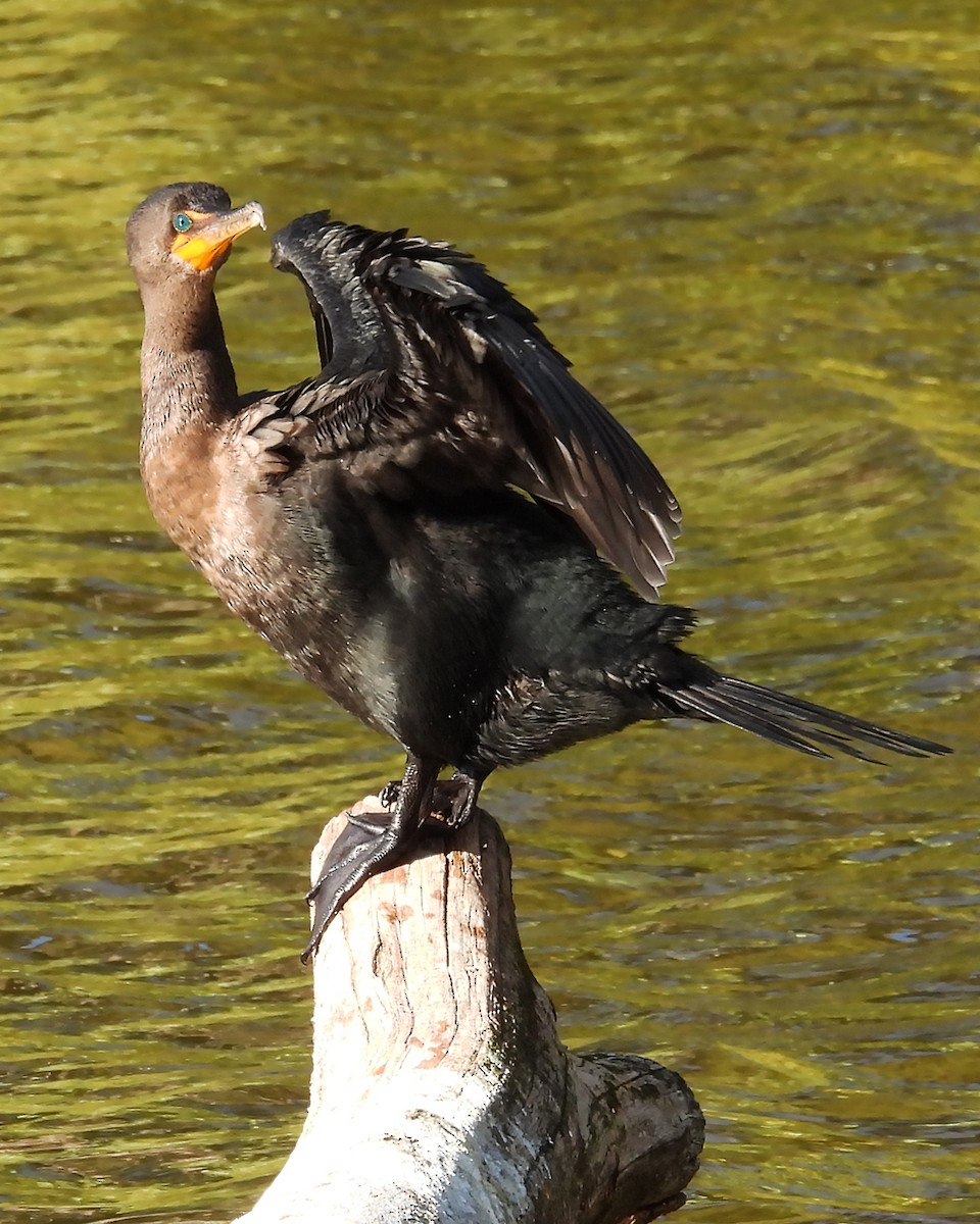 Double-crested Cormorant - ML644565856