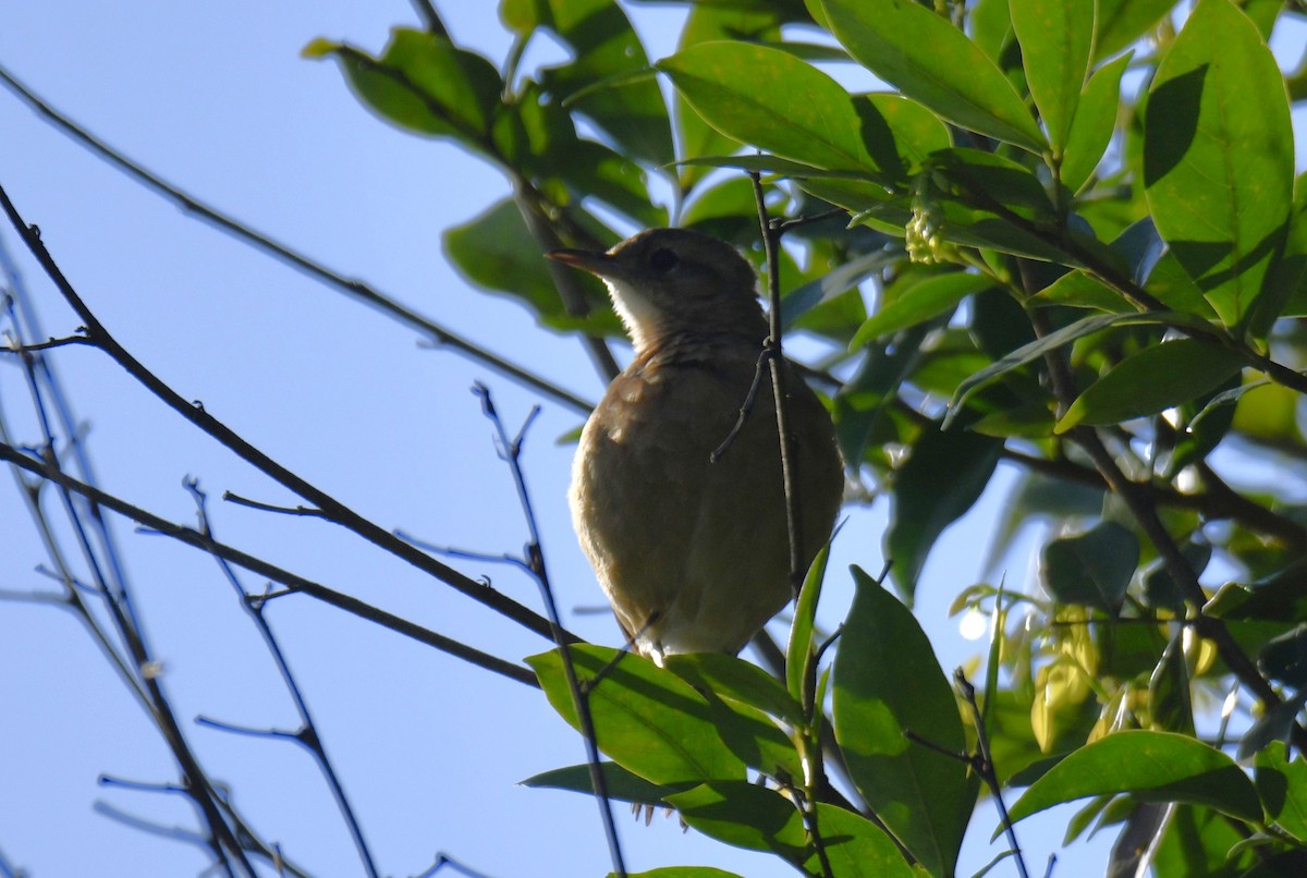 Pas Rengi Çömlekçikuşu - ML644565885