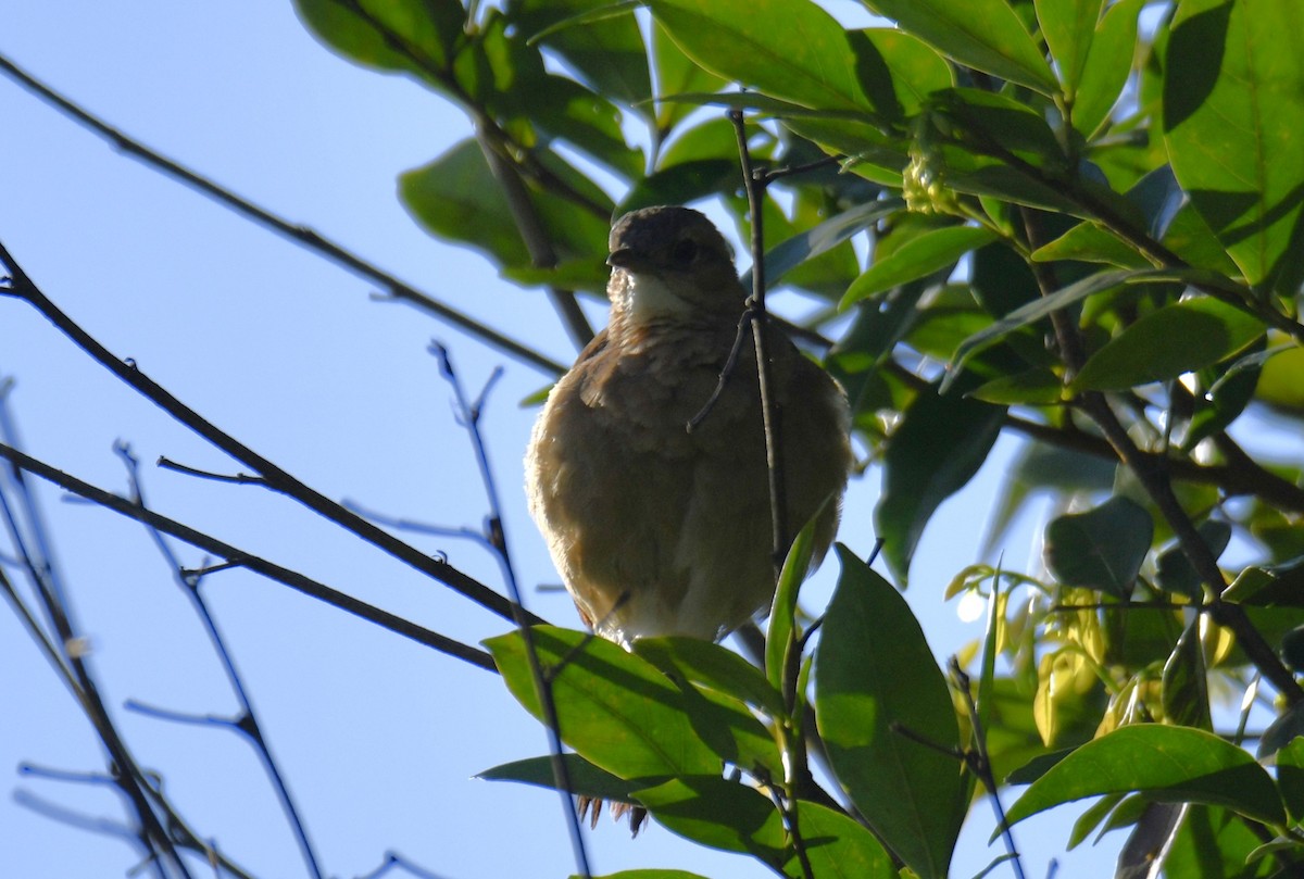 Pas Rengi Çömlekçikuşu - ML644565886