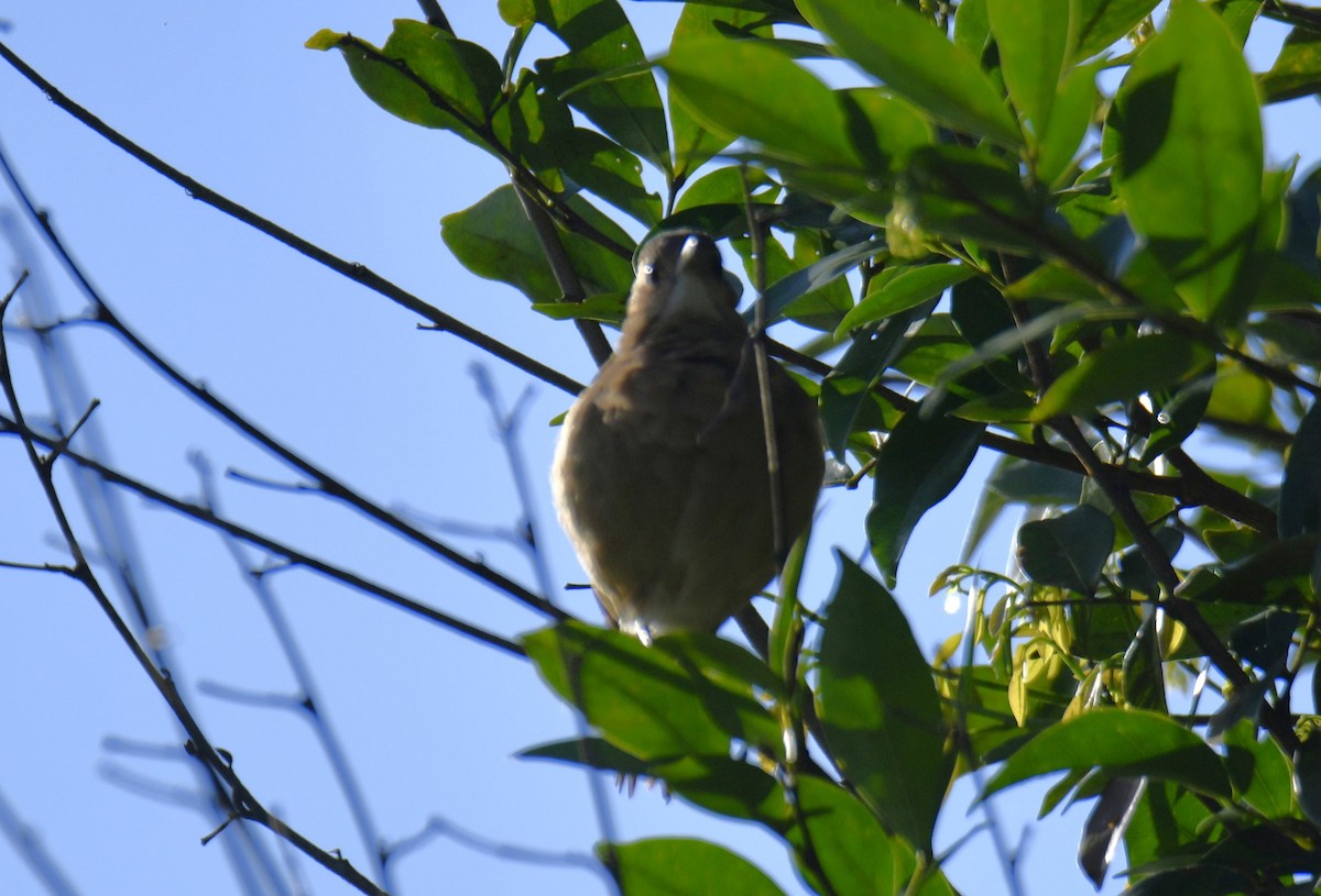 Pas Rengi Çömlekçikuşu - ML644565887