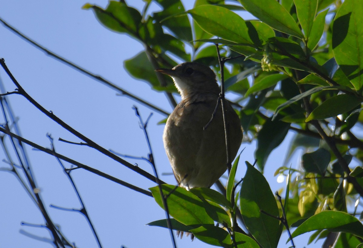 Pas Rengi Çömlekçikuşu - ML644565888