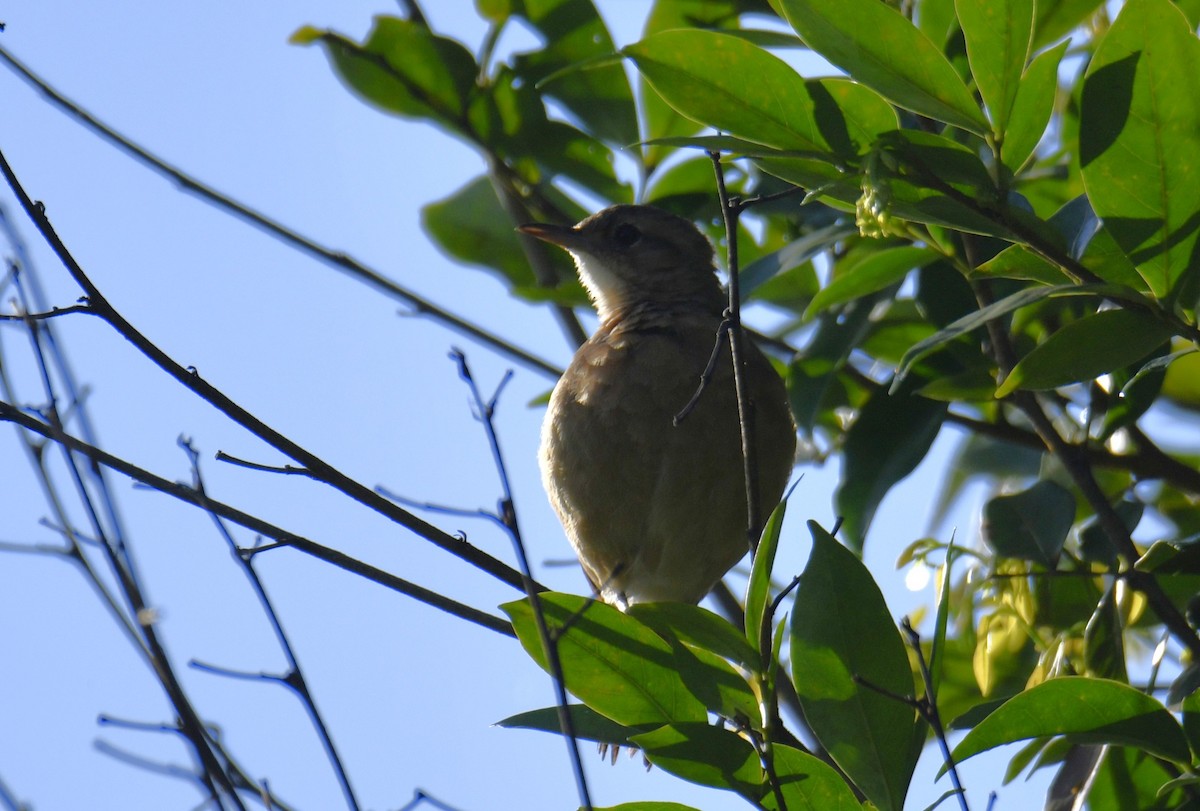 Pas Rengi Çömlekçikuşu - ML644565889