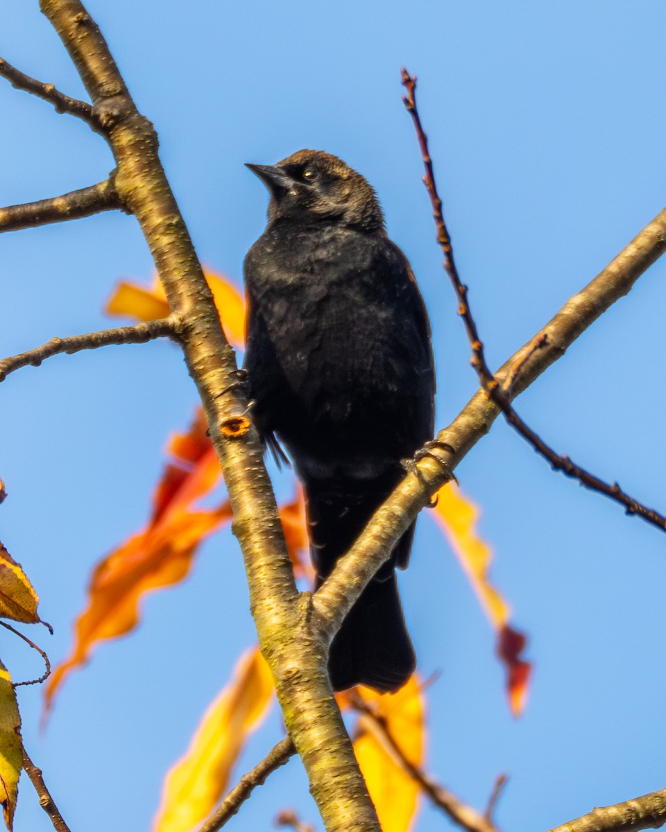 rødvingetrupial - ML644565890