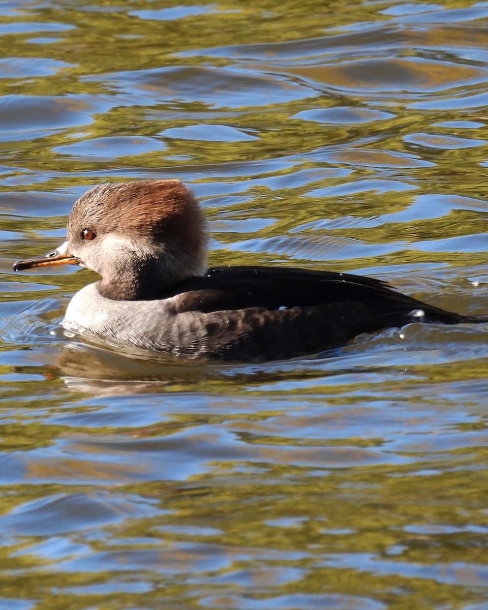 Hooded Merganser - ML644565903
