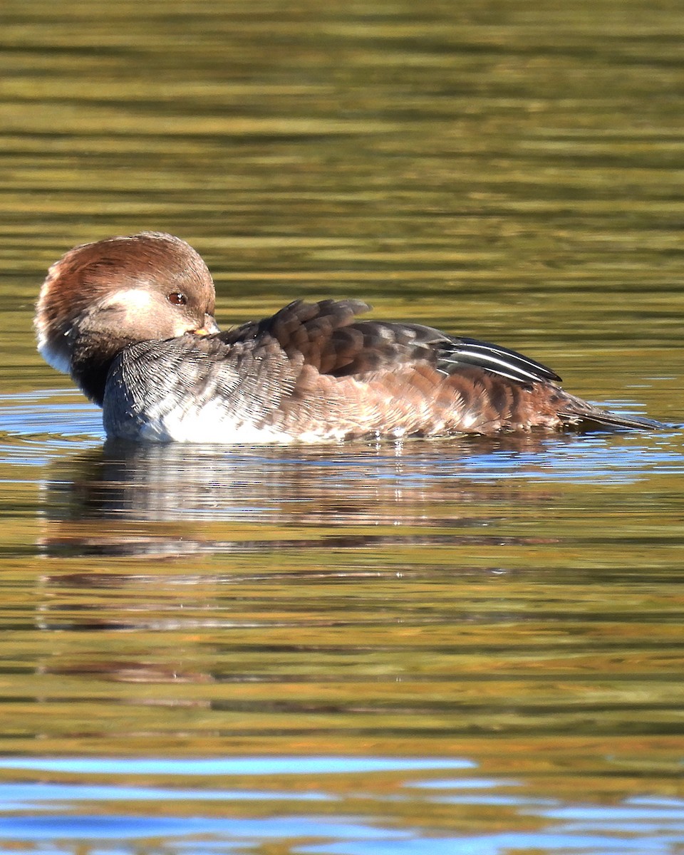 Hooded Merganser - ML644565904
