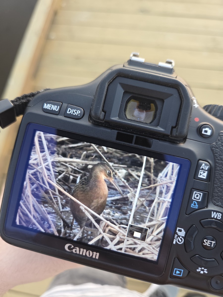 King Rail - ML644565907