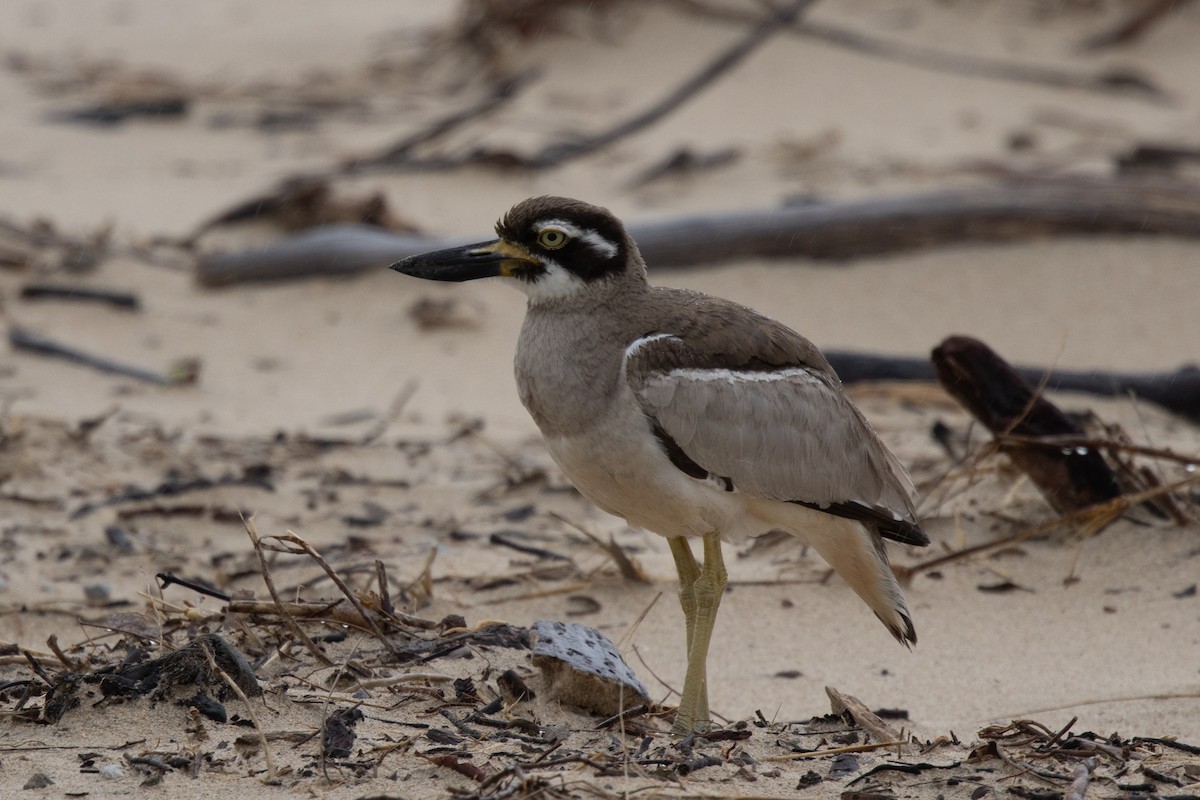 Beach Thick-knee - ML644565913