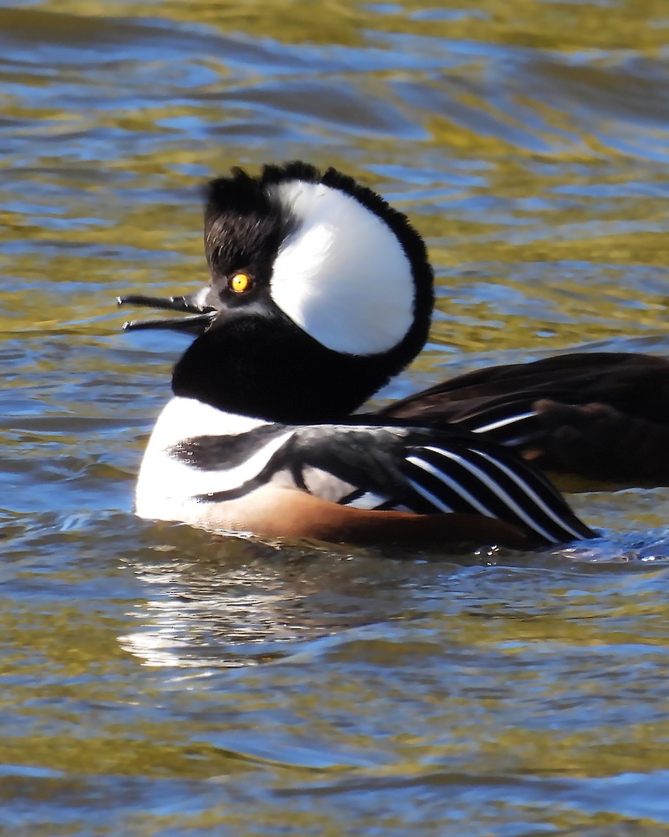 Hooded Merganser - ML644565918