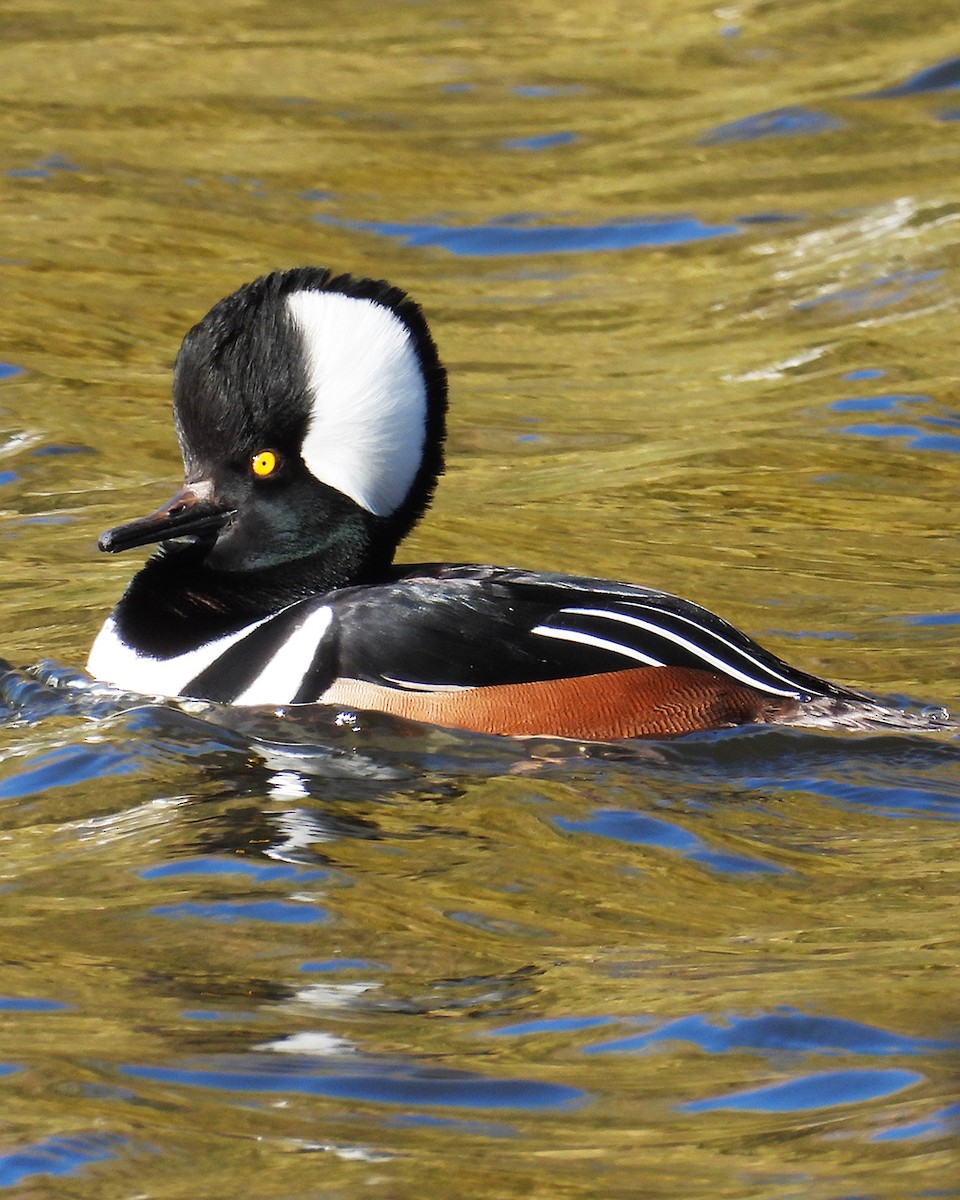 Hooded Merganser - ML644565919