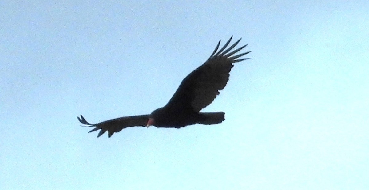 Urubu à tête rouge - ML644565922