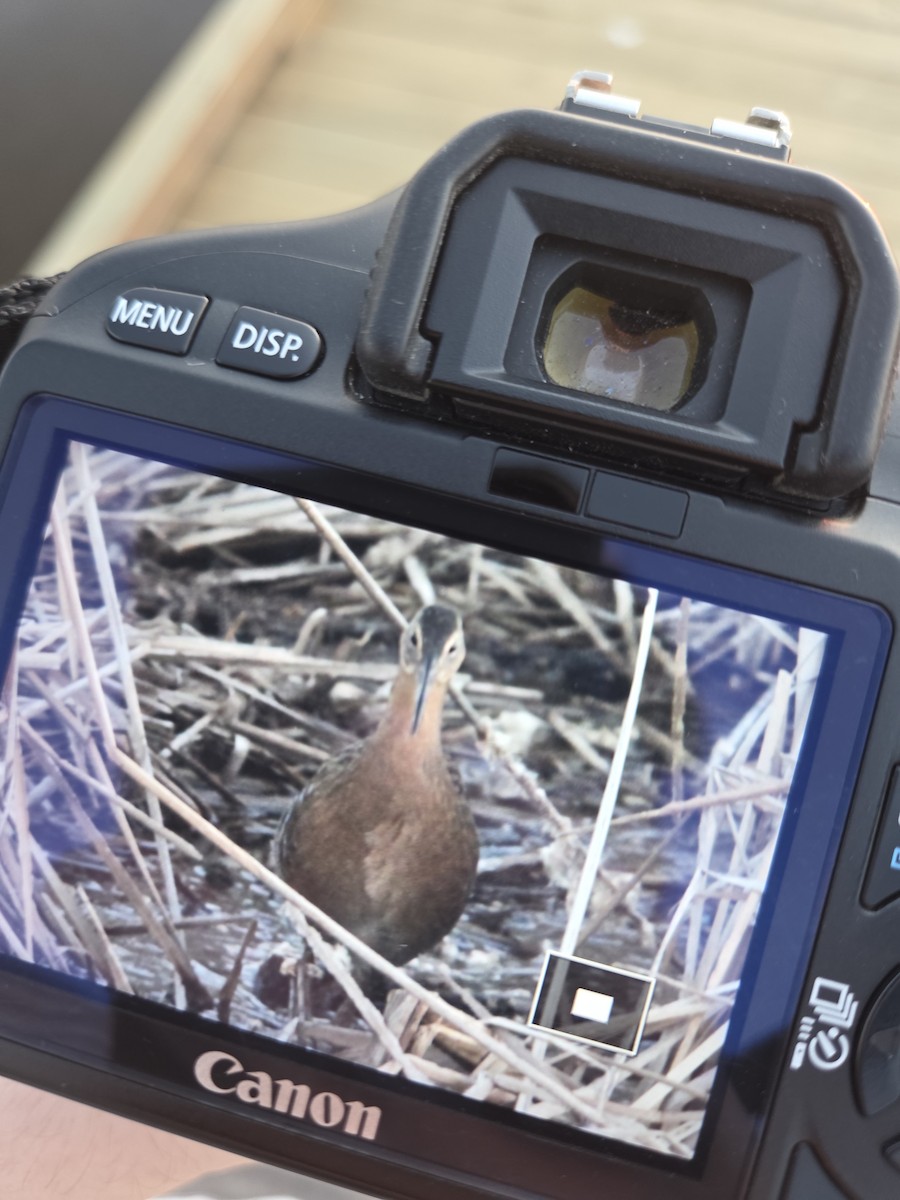 King Rail - ML644565923