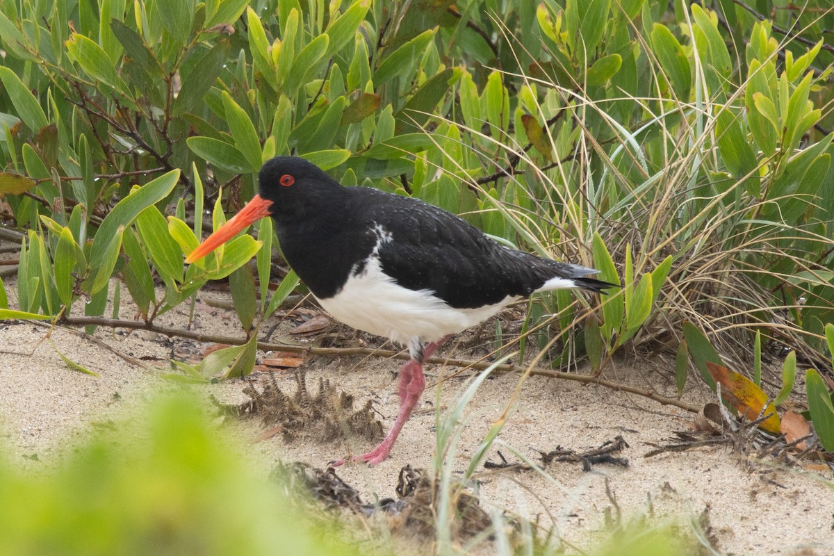 ústřičník dlouhozobý - ML644565924