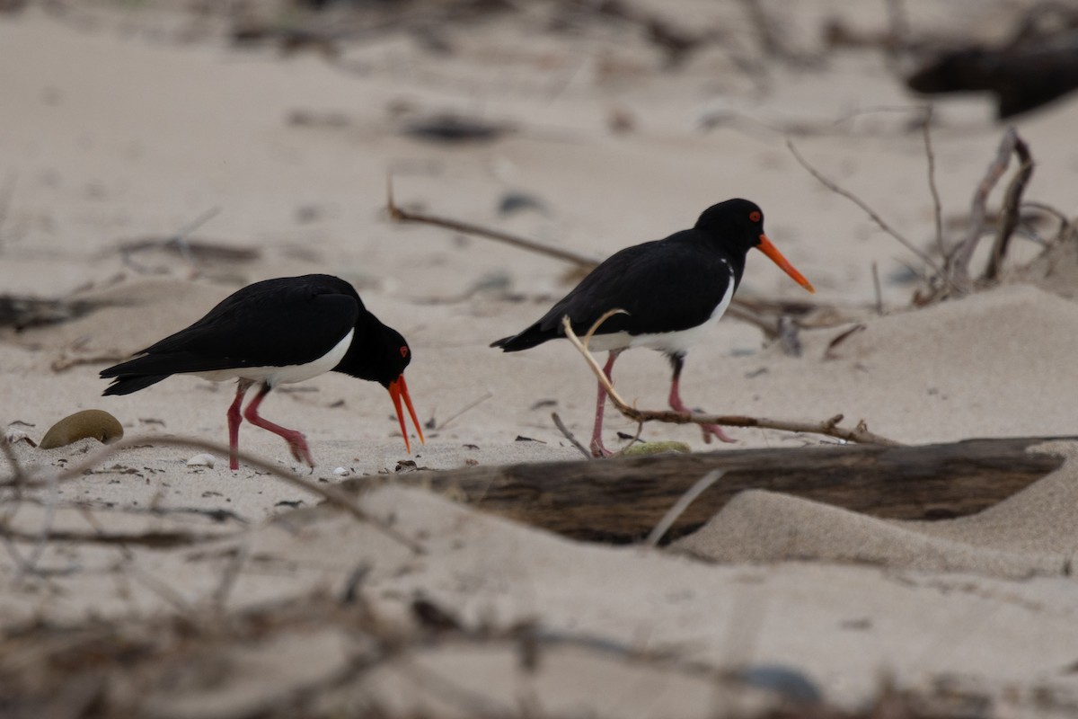 ústřičník dlouhozobý - ML644565925