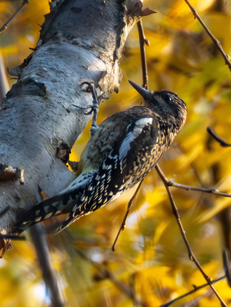 kanadasevjespett - ML644565927