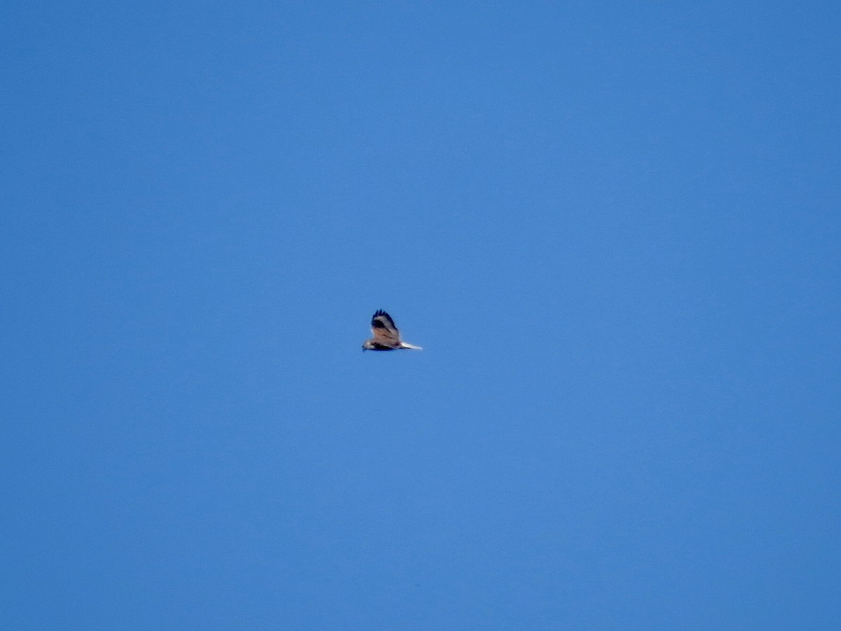 Ferruginous Hawk - ML644565930