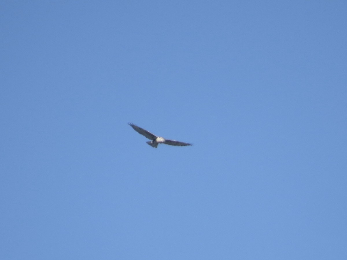 Ferruginous Hawk - ML644565931